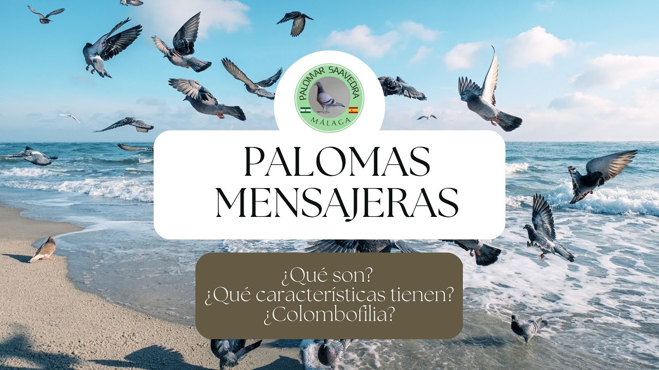 5│ Palomas mensajeras: ¿Qué son? ¿Características? ¿Concursos?