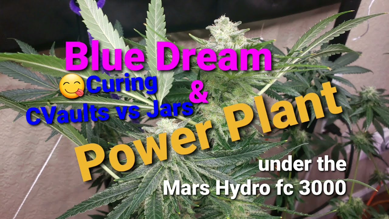 Blue Dream & Power Plant / Curing Cannabis