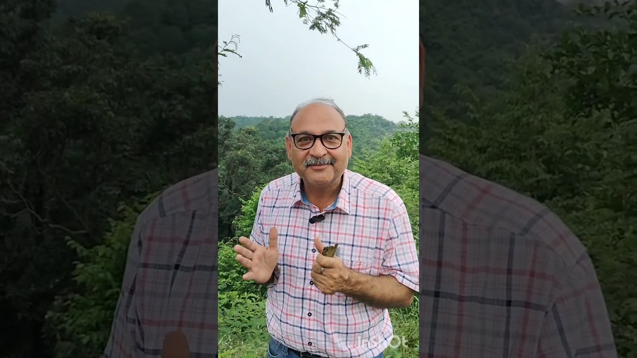 Khair (खैर),सोनकिकर lSenegalia catechu 🌳