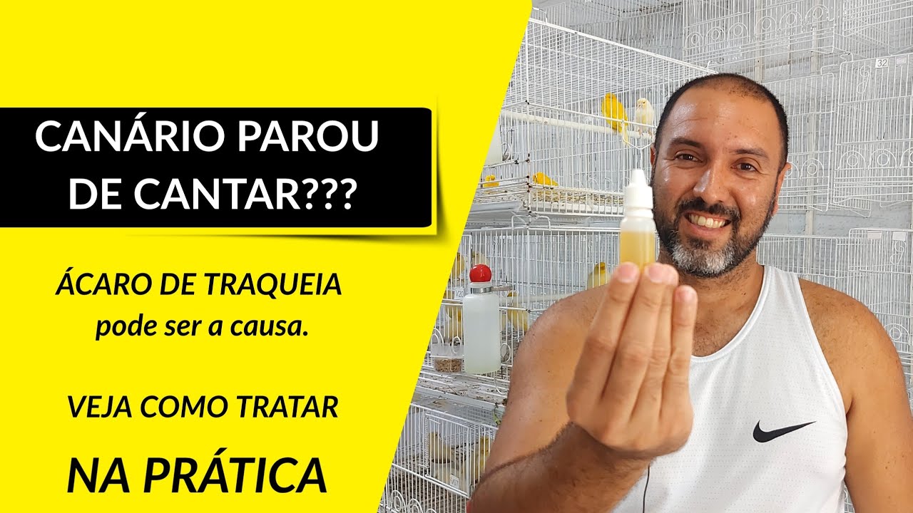 CANÁRIO ROUCO OU PAROU DE CANTAR? VEJA COMO TRATAR.