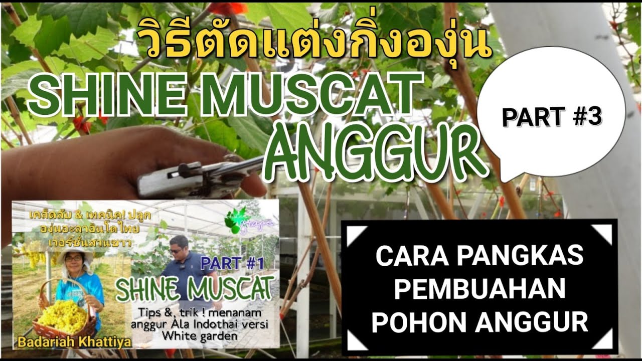 CARA PANGKAS PEMBUAHAN POHON ANGGUR !!!! Ala IndoThai