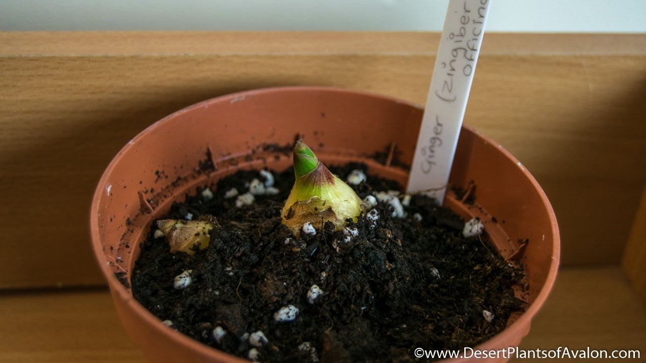 Propagating Ginger Plants - Zingiber officinale from Ginger Root