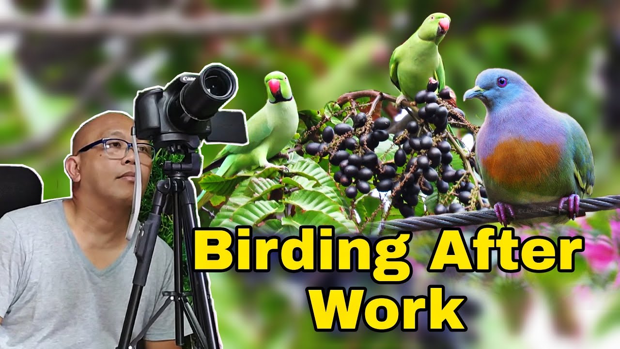 Mengamati Burung Dari Kamar Stor Tempat Saya Bekerja | Birding In Singapore