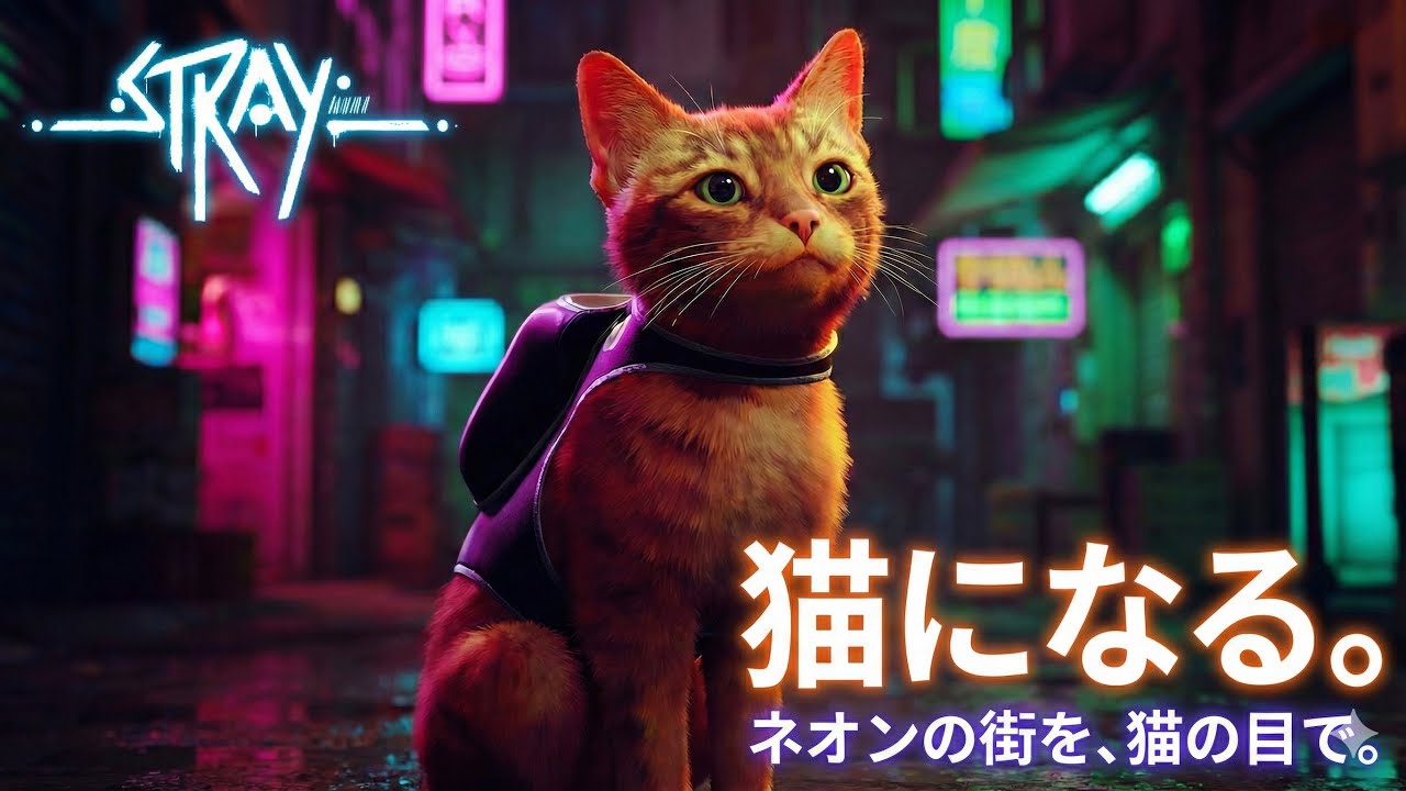 【stray】迷子猫。#4