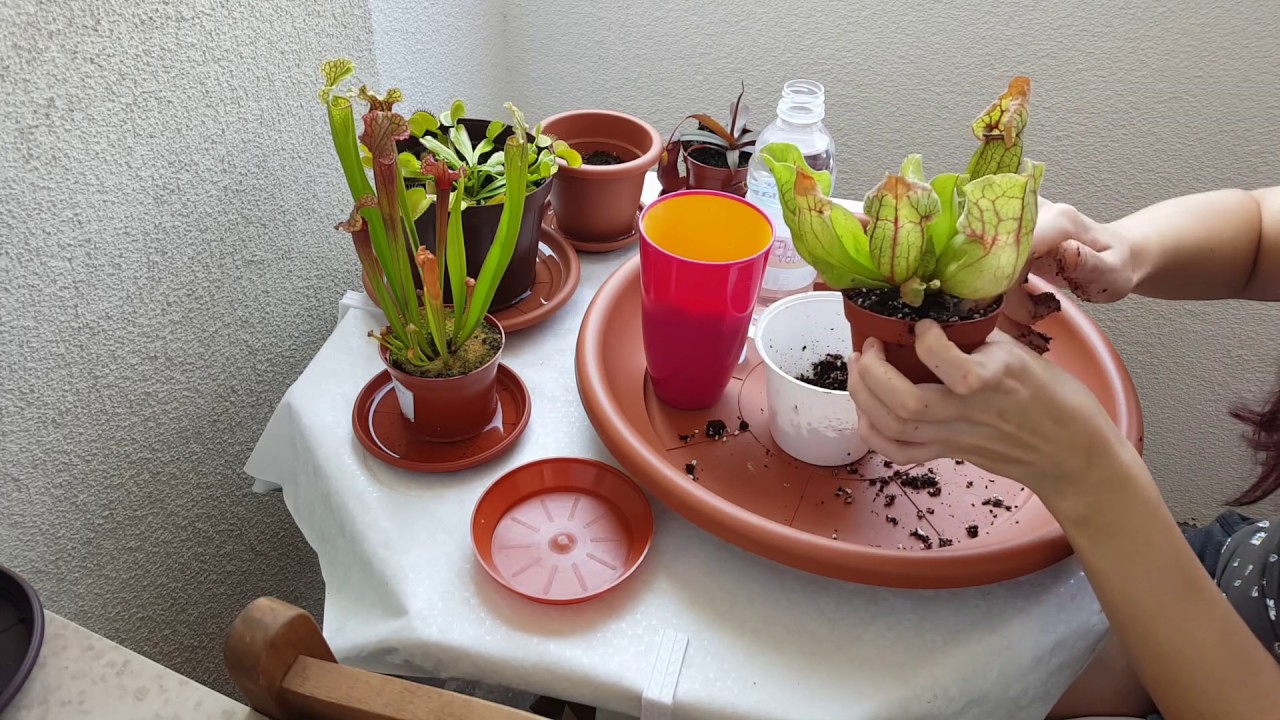 Repotting Sarracenia Purpurea