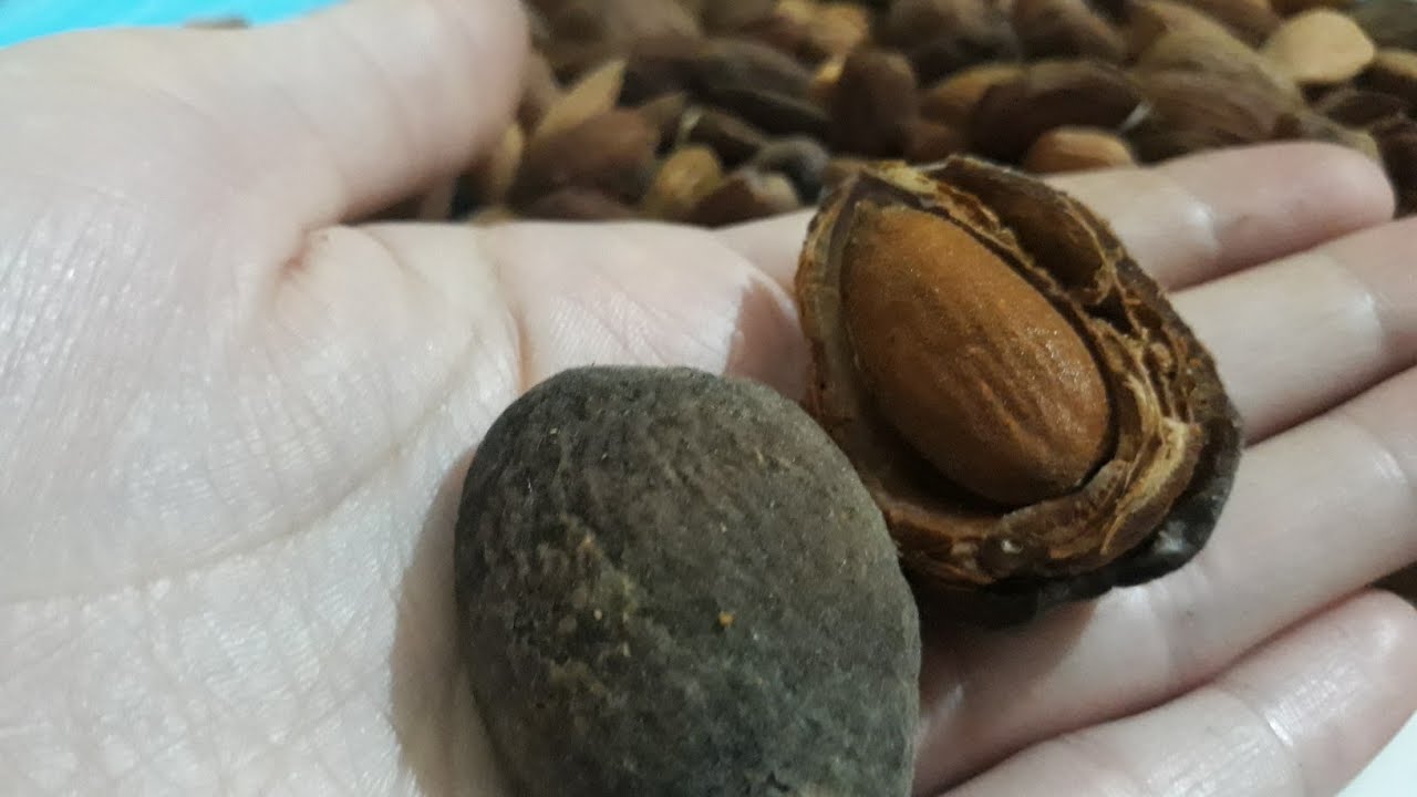 طريقة تقشير اللوز/ازالة قشرة اللوز بسهولة