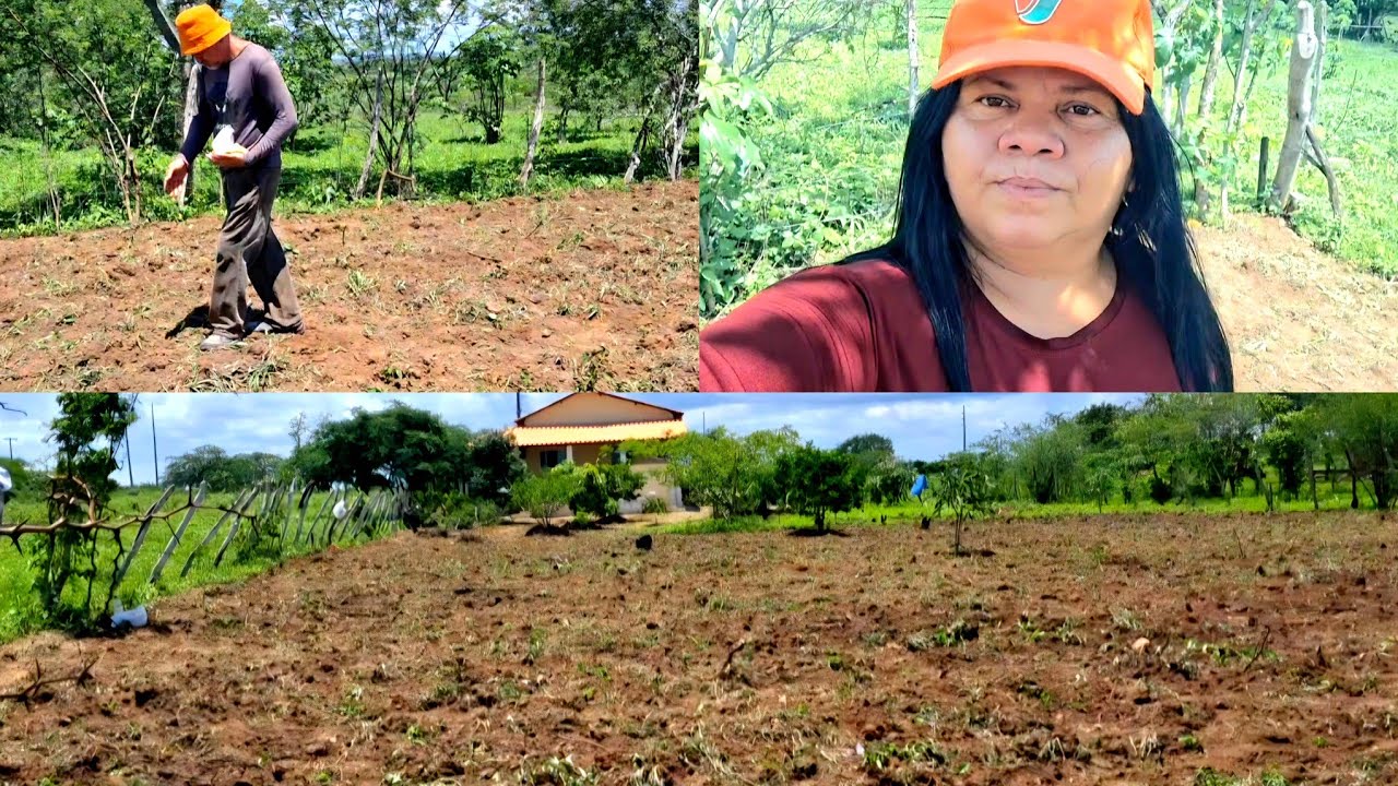 Plantamos  nossa pequena  Roça)de milho 🌽 feijão  é  favá🫘No sítio olho d, água Salgado🌳