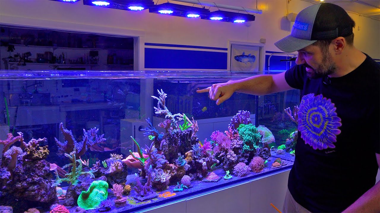 Grafting Corals for Faster Growth and Better Shape