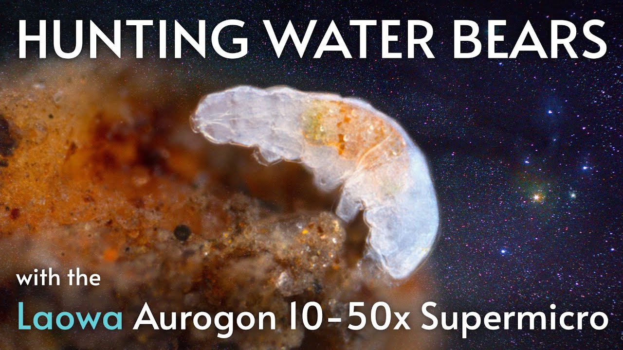 Охота на водяных медведей с Laowa Aurogon 10-50x Supermicro