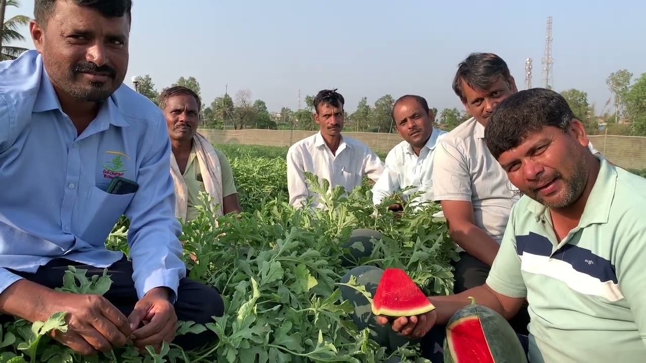 SCT वैदिक चा दृष्टांत झाला😇सव्वा एकरात 40 टन टरबूज😳6 लाख निव्वळ नफा💪