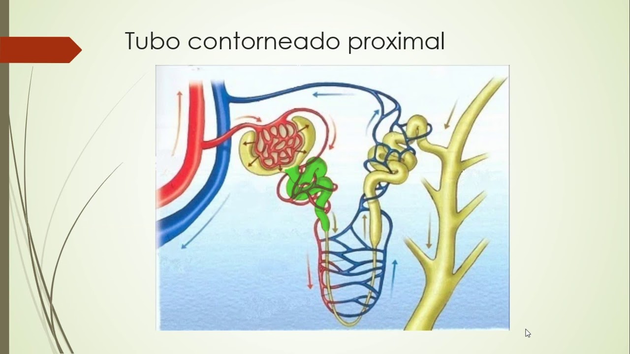 La nefrona