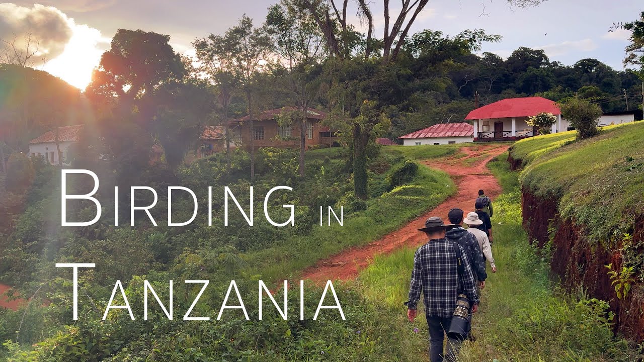 Tanzania Birding Adventure: Misty Forests & Rare Lifers in Usambara | 2/5