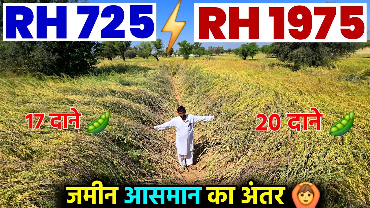RH 725 और RH 1975 का रिजल्ट आया सामने | जमीन आसमान का फर्क | सरसों की टॉप वैरायटी | Dear Kisan