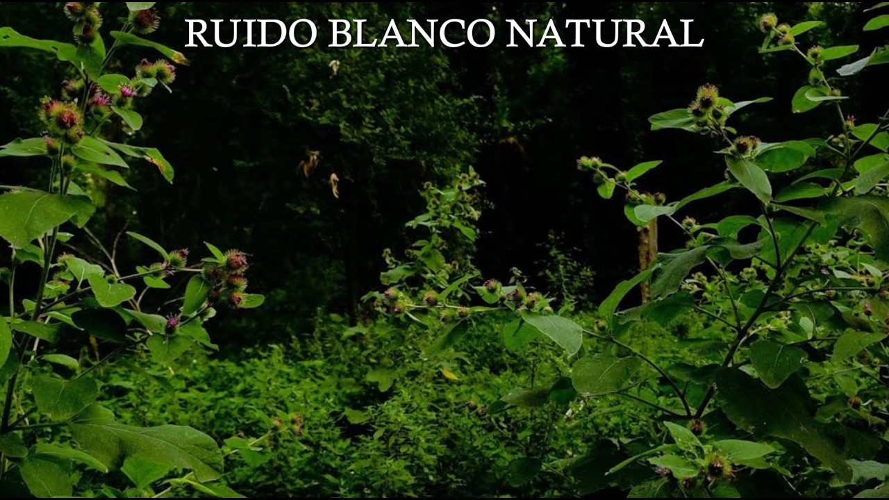 REDUCCION DEL ESTRES INSTANTANEO😴Sonido de bosque y pájaros 🌿RUIDO BLANCO ⚪️