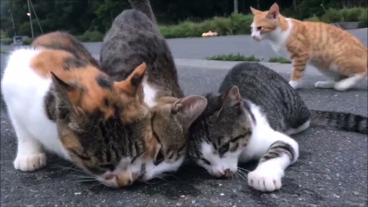 にゃんこさんファミリーもまたたびべろべろ笑 #猫 #cat #catcute