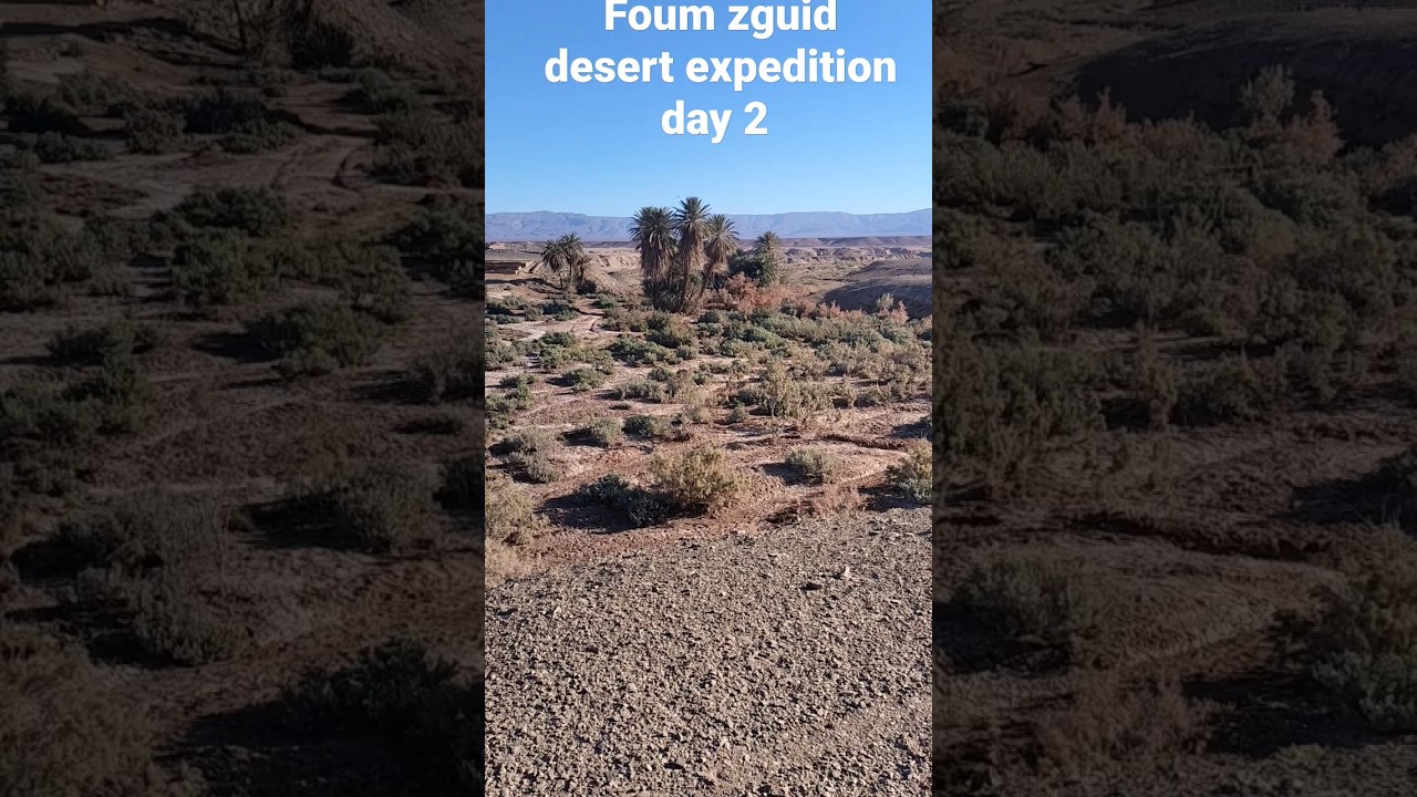 forum zguid desert camel trekking expedition