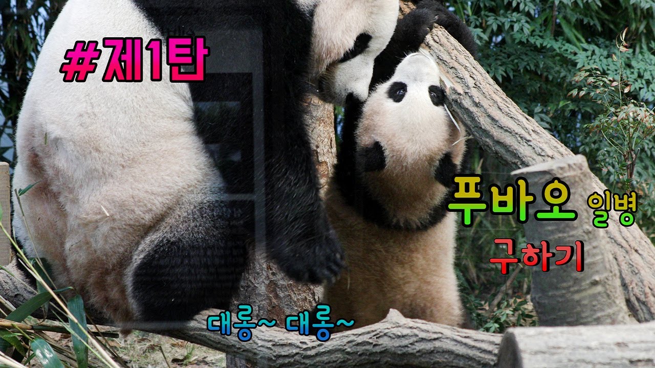 [4K에버랜드 아기판다 푸바오]*제1탄*푸바오 일병 구하기 엄마가 위험하다고 올라가지 말라고 했지! 에구구구구구~~