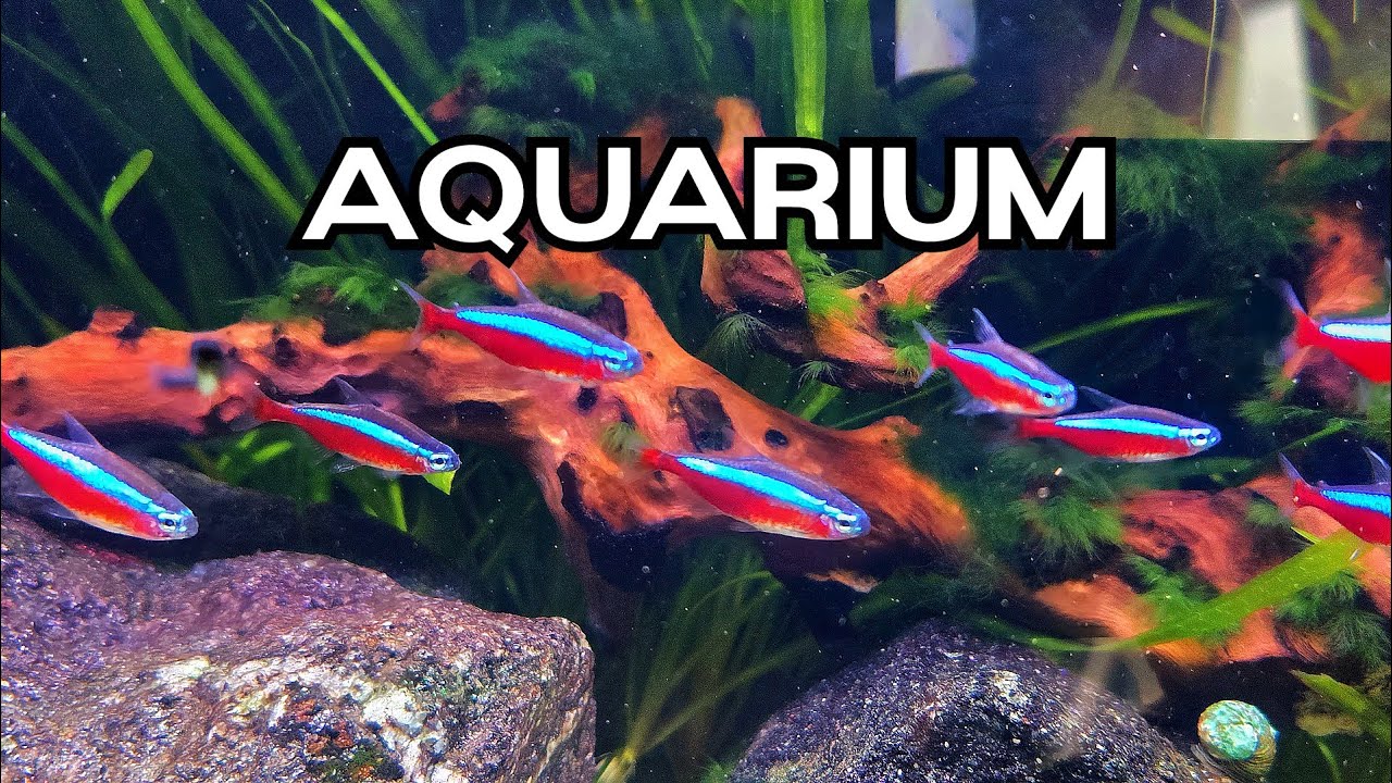 🔴LIVE Relaxing Aquarium 🐟🌿Soothing Water Sounds for Study/Work/Sleep
