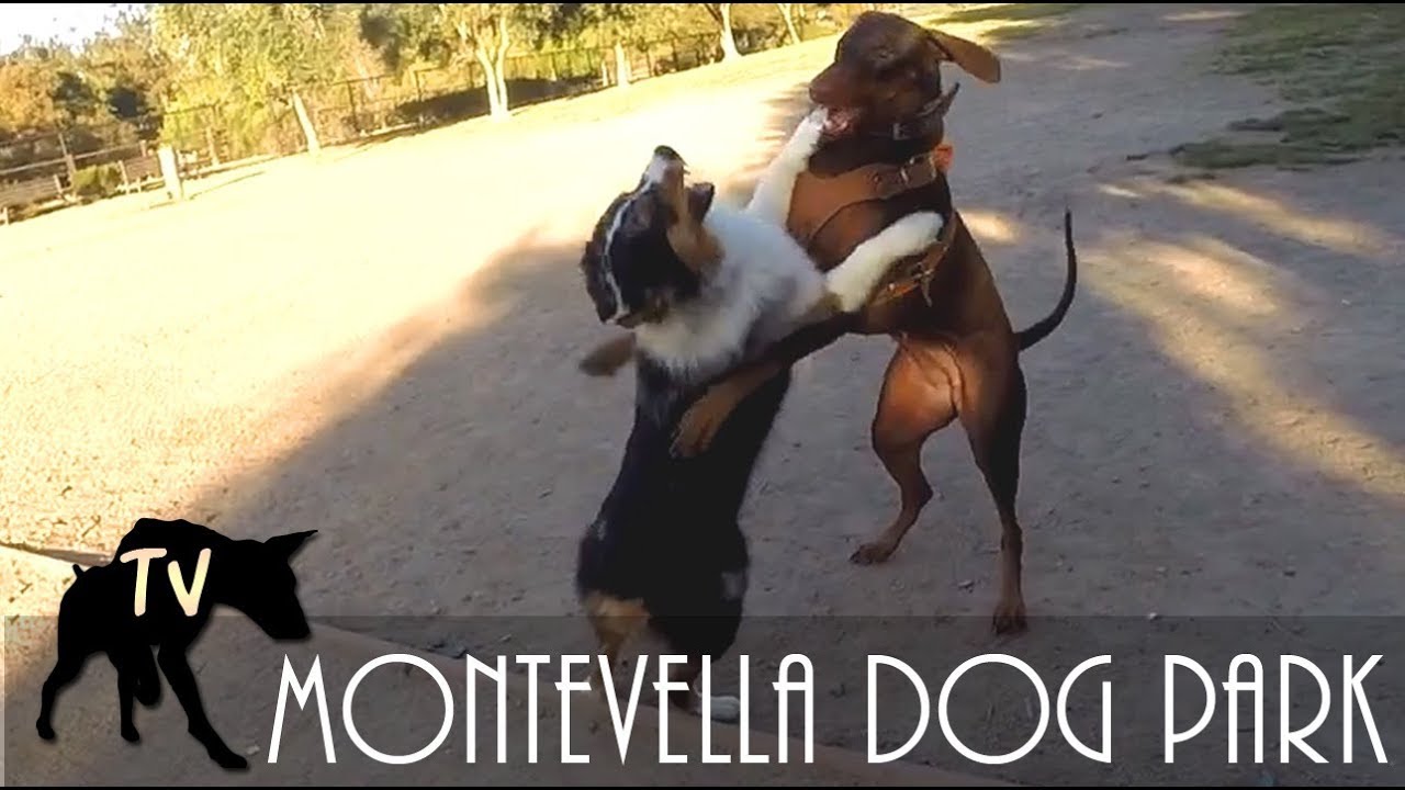 Australian Shepherd vs Doberman | Dog Park Vlogs