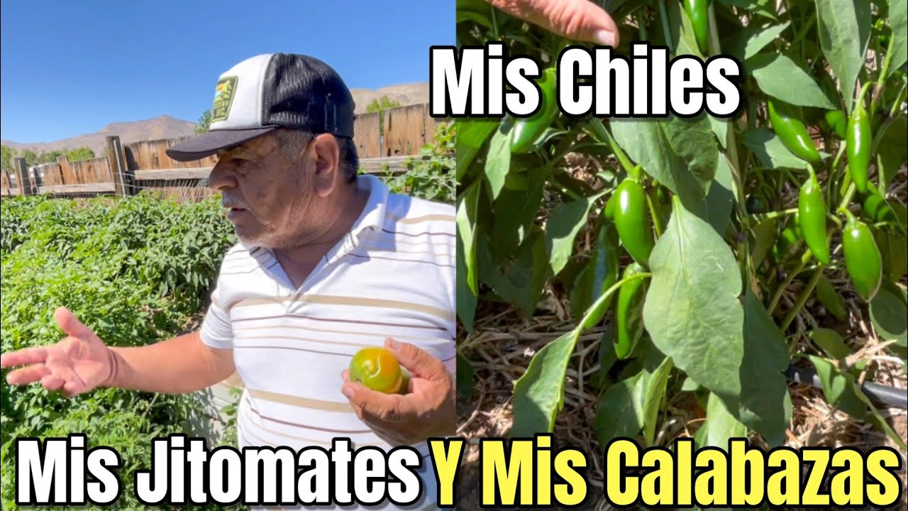 Un Dia Hermoso En El Jardin! Mis Chiles, Calabazas y Jitomates Lucen Increíbles!