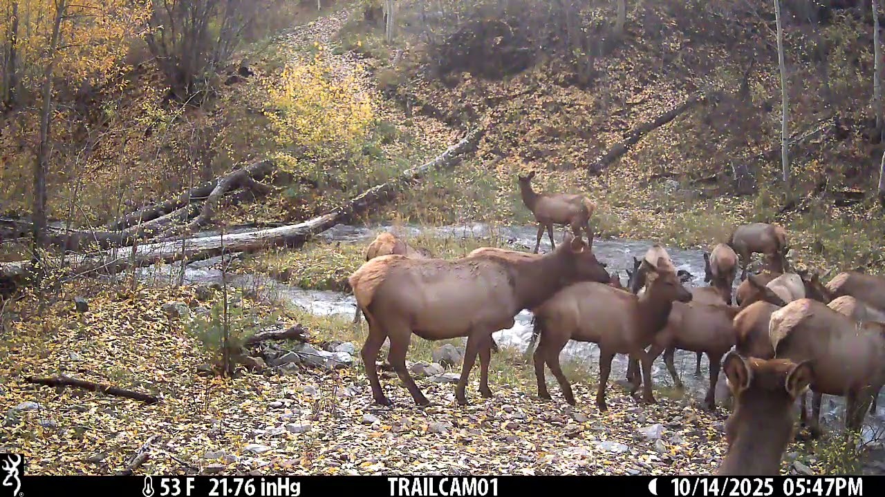 Herd taking a drink break 