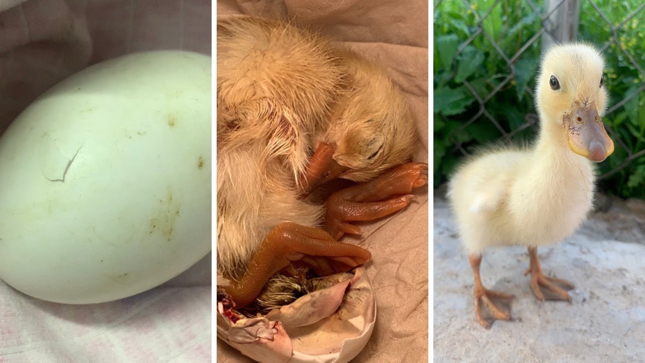 Ấp Trứng Vịt Lộn Tại Nhà - Vịt Con Phát Triển Khoẻ Mạnh | Vivi - Nhật Ký Vịt Con | CUTE DUCK
