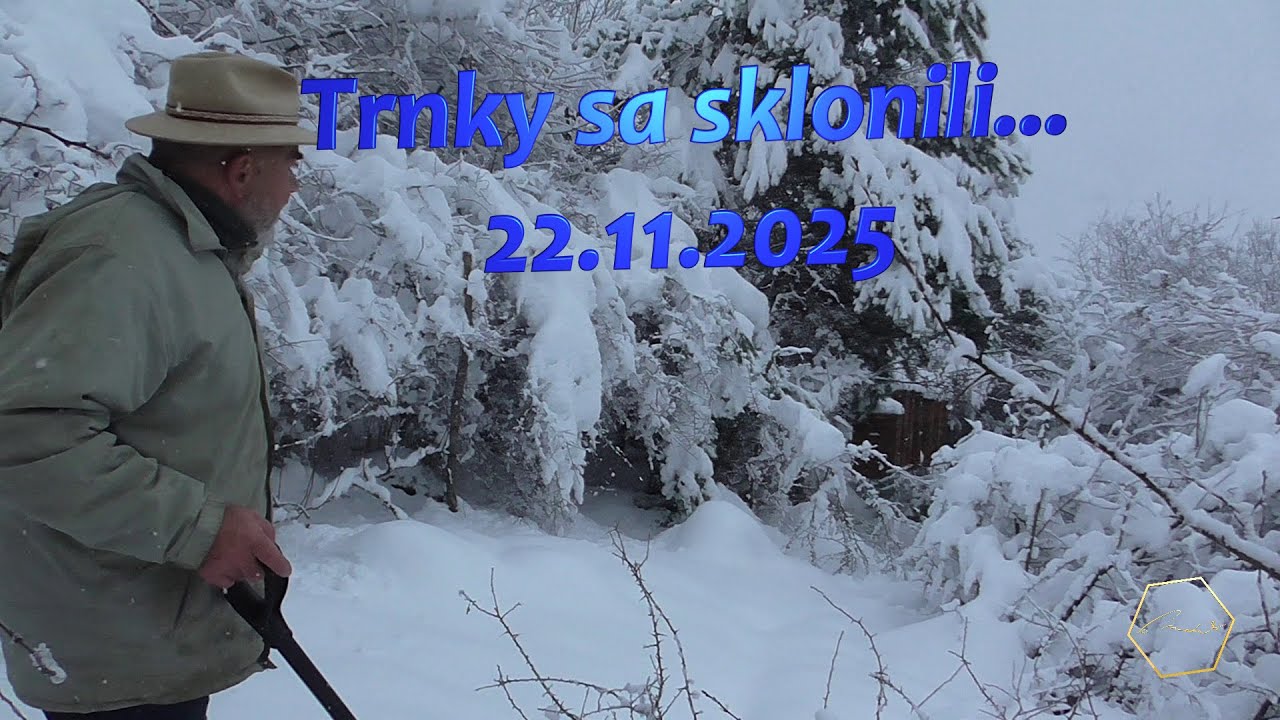 Trnky sa sklonili... - 22.11.2025