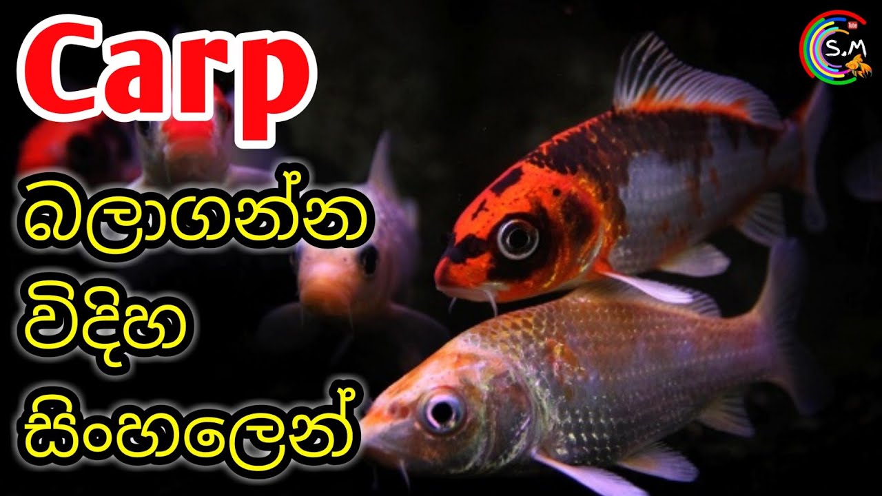 CARP fish CARE (Koi Carp) in Sinhala