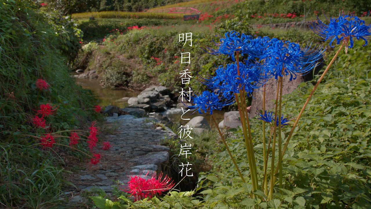 明日香村と彼岸花 : Hidden Japan | Asuka Village and the Spider Lily Fields（Nara, Japan）