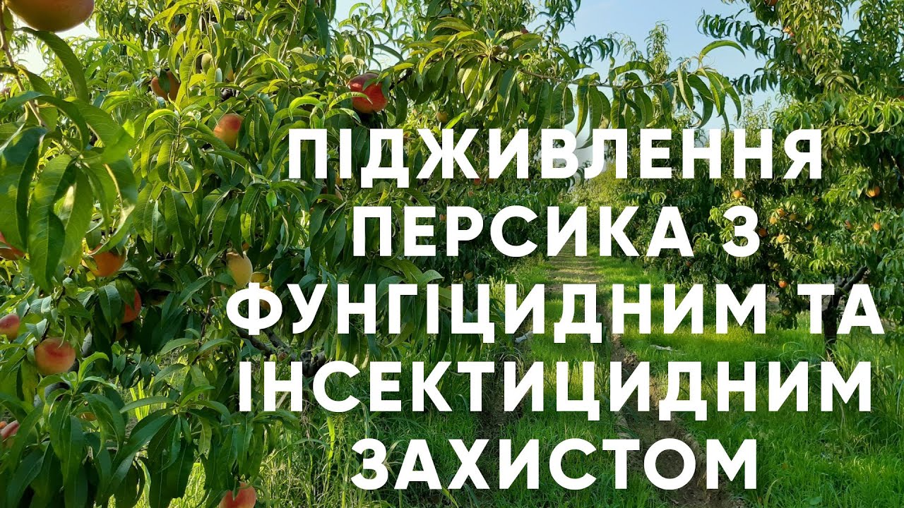 Подкормка персика с инсектицидной и фунгицидной защитой с применением препаратов ENZIM Biotech