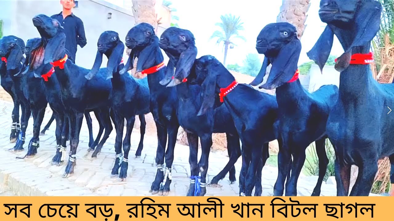 বিটল জাঁতের ছাগলের মধ্য সব ছেয়ে বড়,  রহিম আলী খান বিটল / beetal goat farming