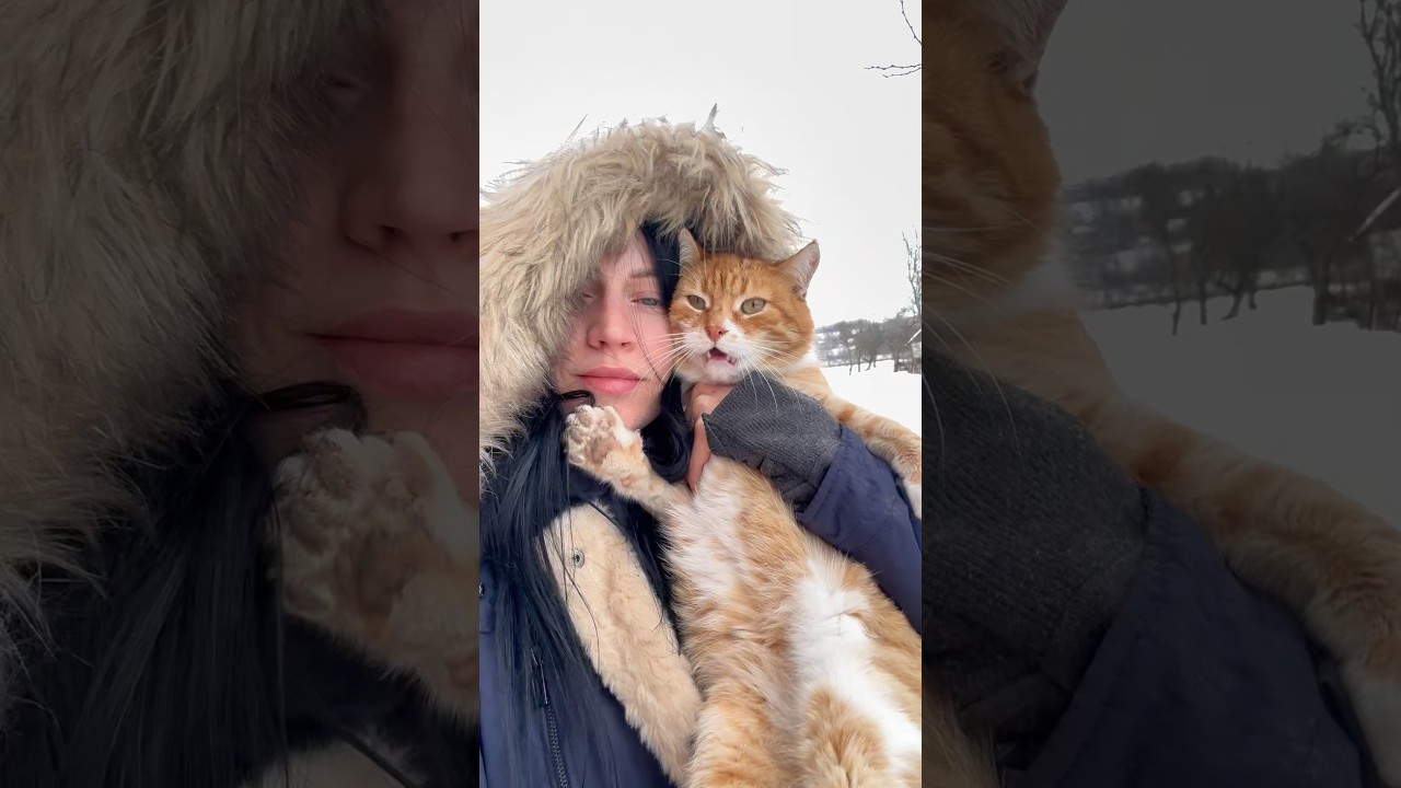 24/7 Cat TV 🐈 Best Moments of my 17 Cats in a Village 🐾 Relax & Rural #catlive #catmoments #rural