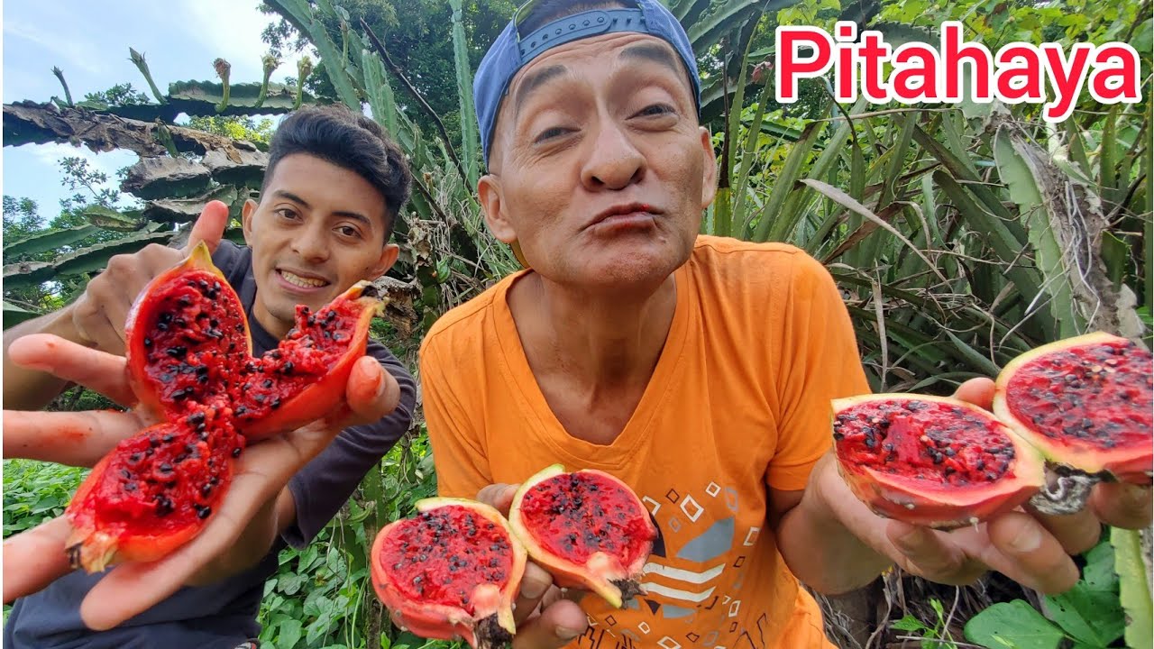 la pitahaya es la fruta más medicinal del mundo 🌎