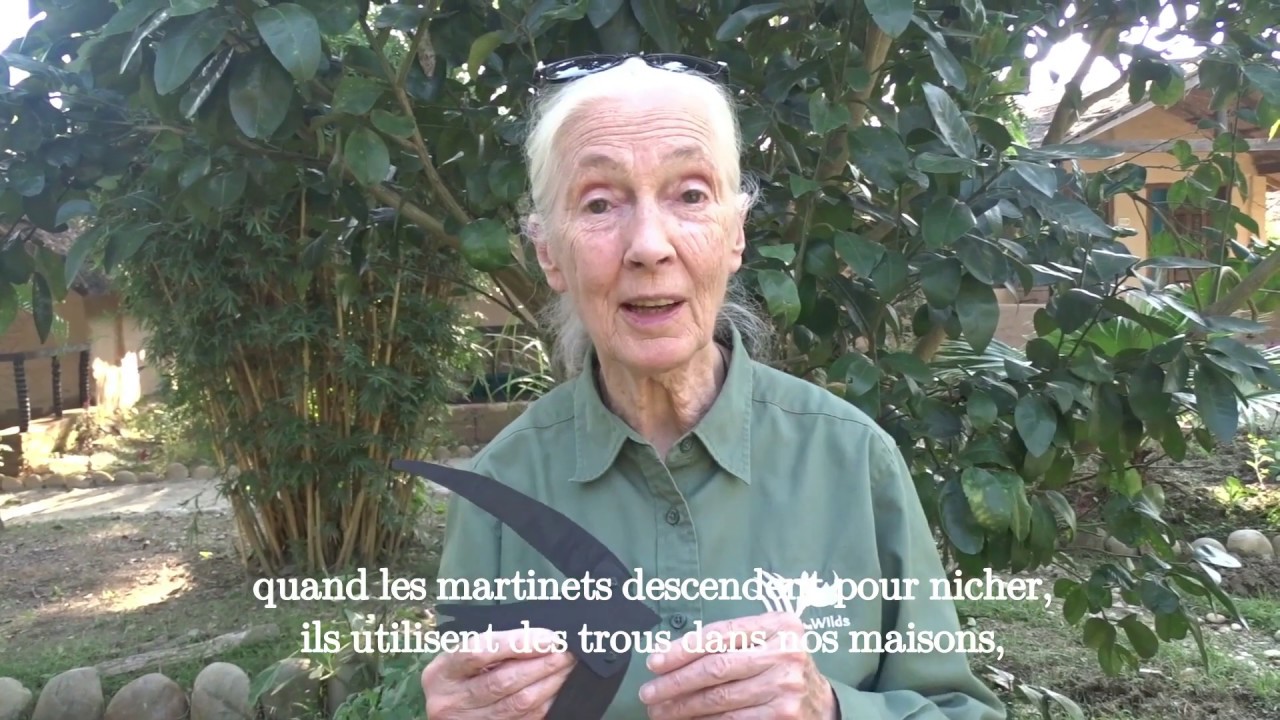 L'Envol des Martinets: Roots & Shoots aux c&ocirc;t&eacute;s des martinets.