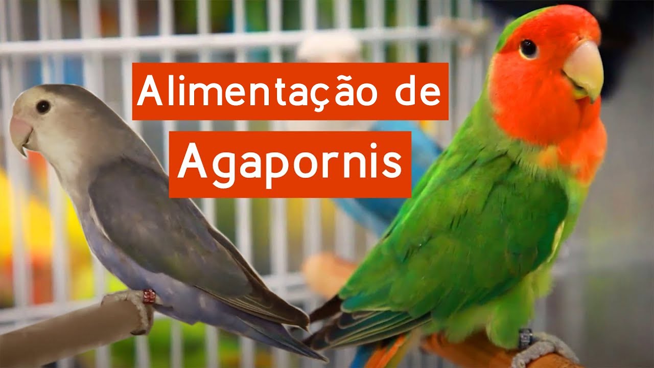 Agapornis - Alimentação, dicas e receitas