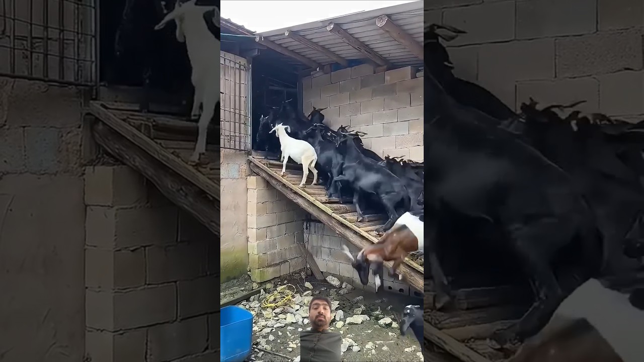 Goats farm house | goats viral short video 😍| Farms house| #goat #farming #farmhouse #shorts#2025