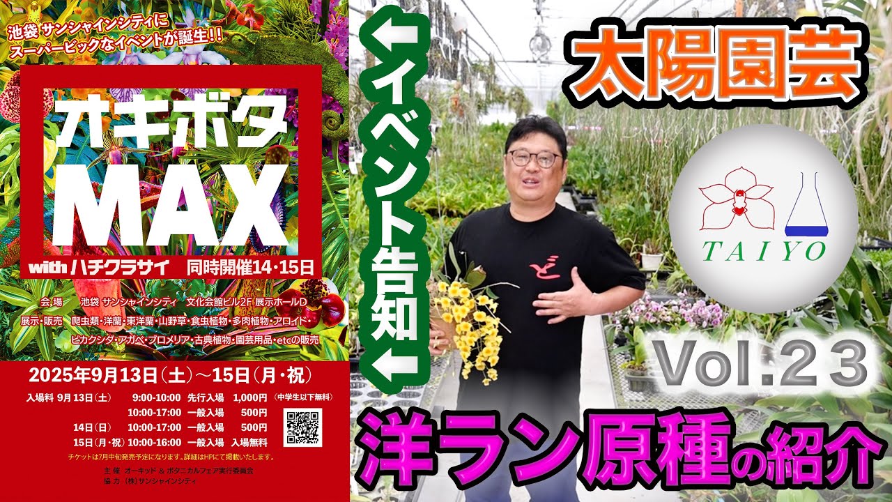 【太陽園芸 Vol.23】今回は洋ランの原種のを中心としたご紹介とイベント告知になります！