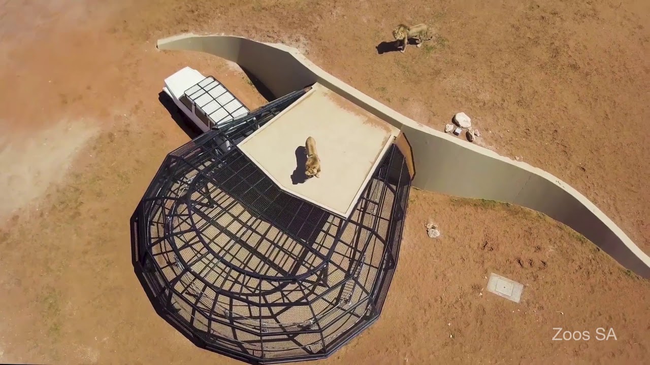 Monarto Zoo and Lions 360