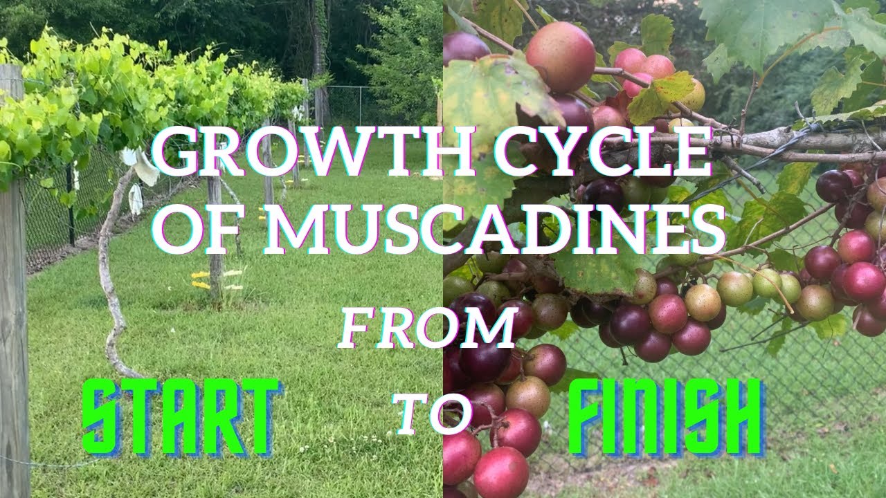 Growth Cycle of Muscadines from Spring Blooming to Harvest