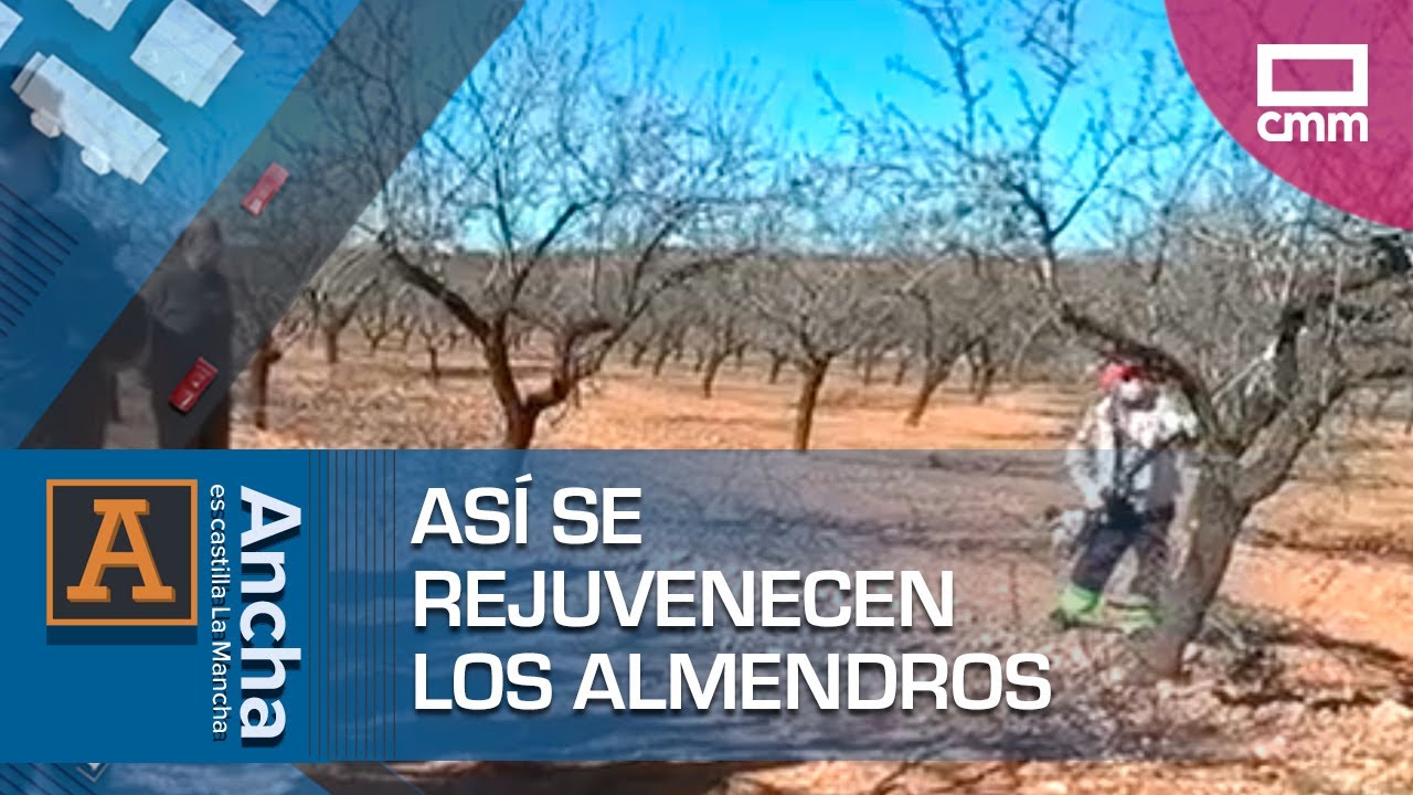 Así se rejuvenecen los almendros | Ancha es Castilla-La Mancha