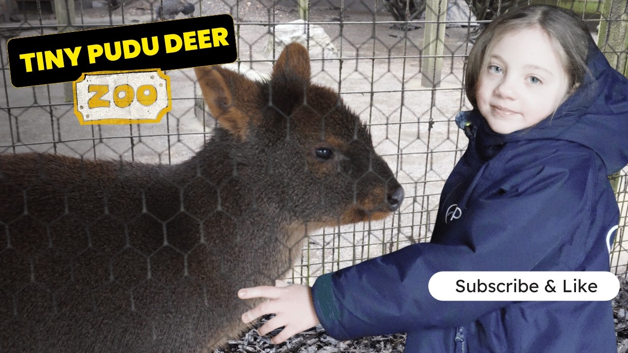 Rainy Day at Hamerton Zoo Park: Meeting Pudus and Owls
