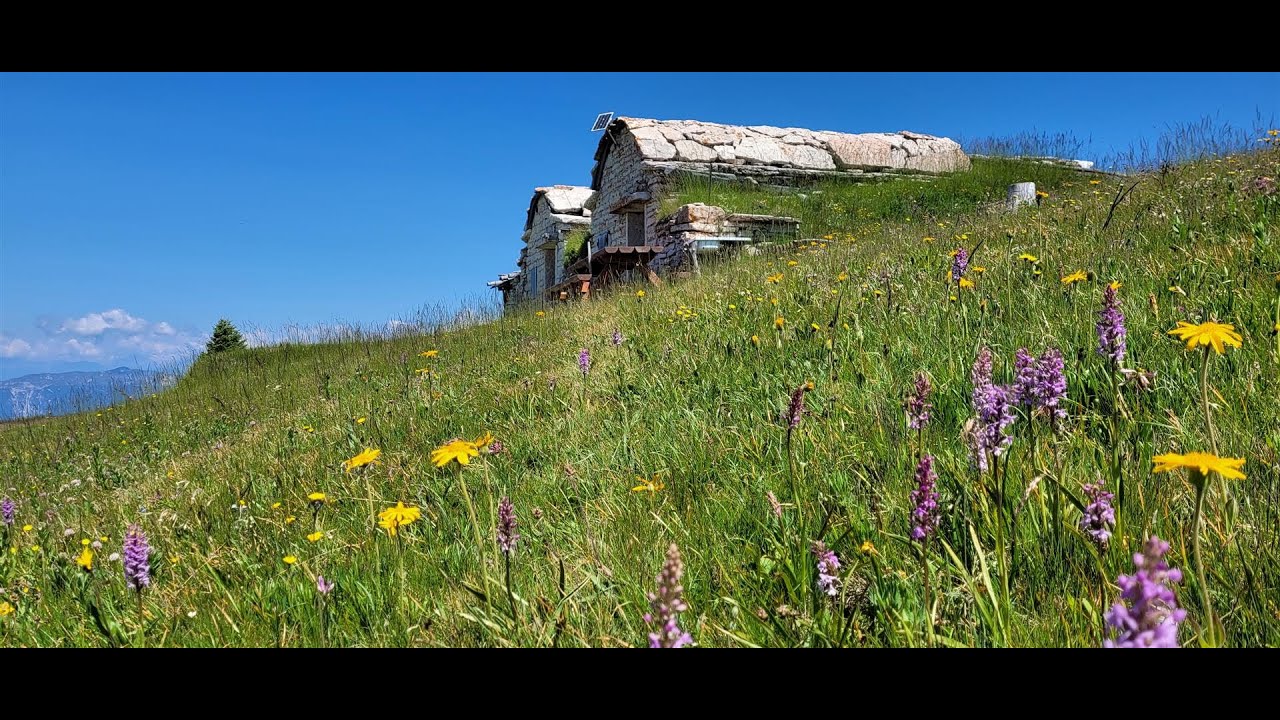 I fiori del Pasubio da Malga Valli al Rifugio Lancia  26 /06 /23