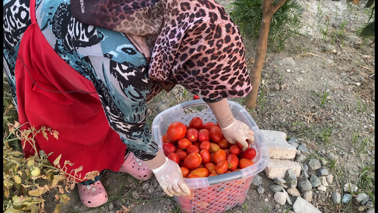 Bahçemize Allahın Bereketi Yağdı💯Ata Tohumu Domateslerimizi Topladık