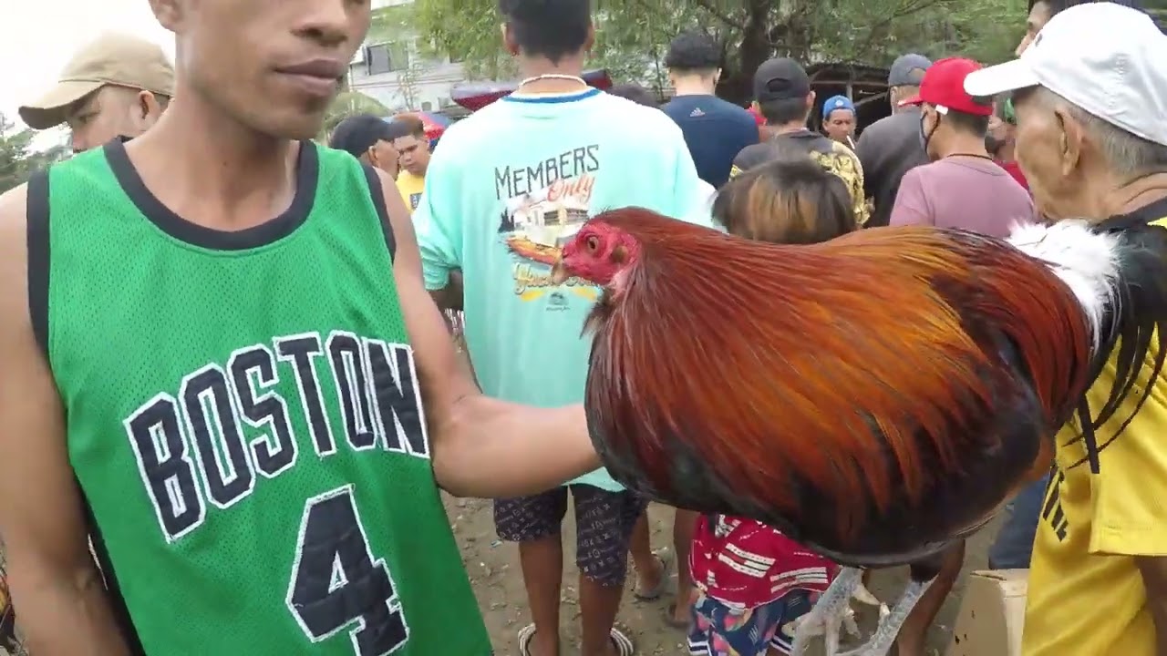 1K TO 1500 MAY SOLID NA MANOK KANA DITO SA BOCAUE!.