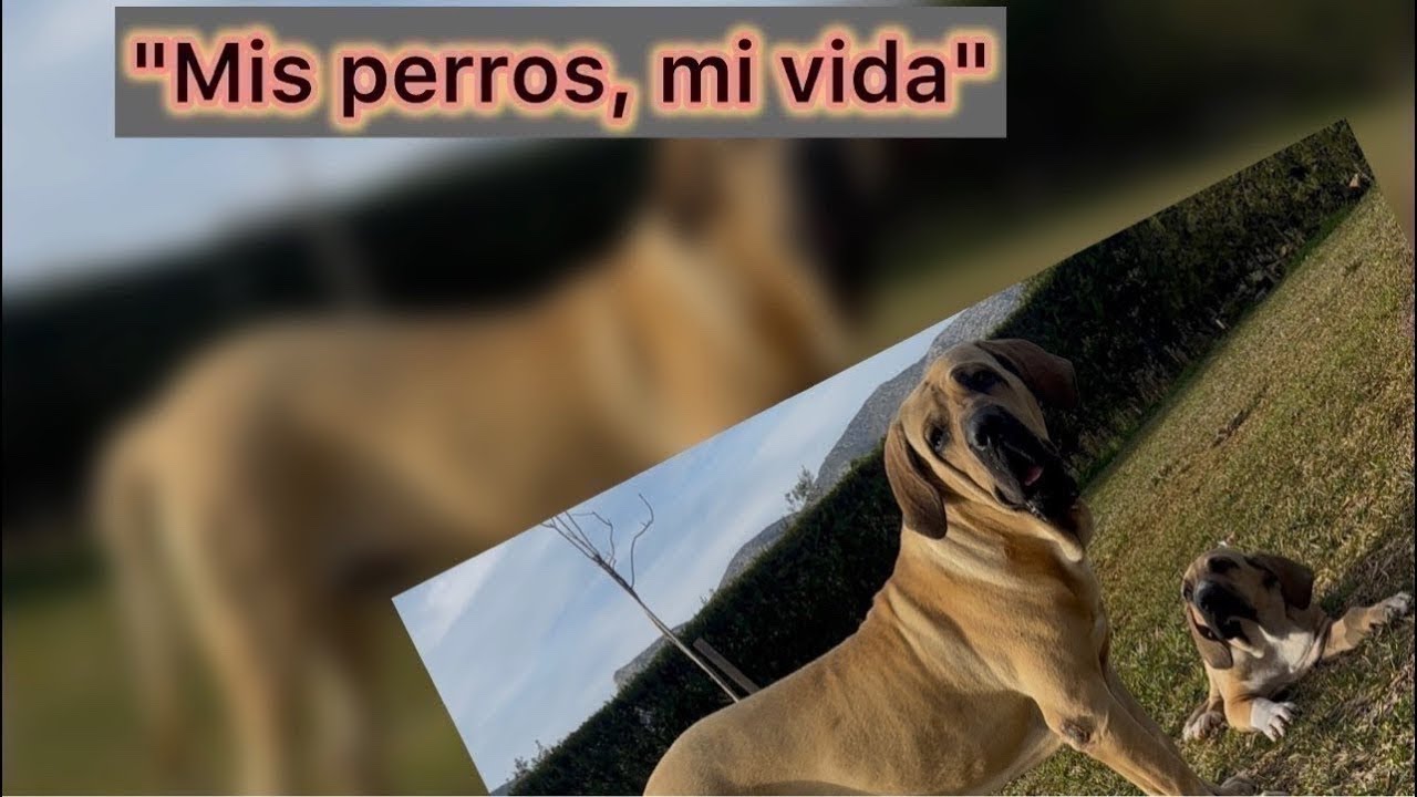 mis perros: ¡lucha, siesta y mucho amor!
