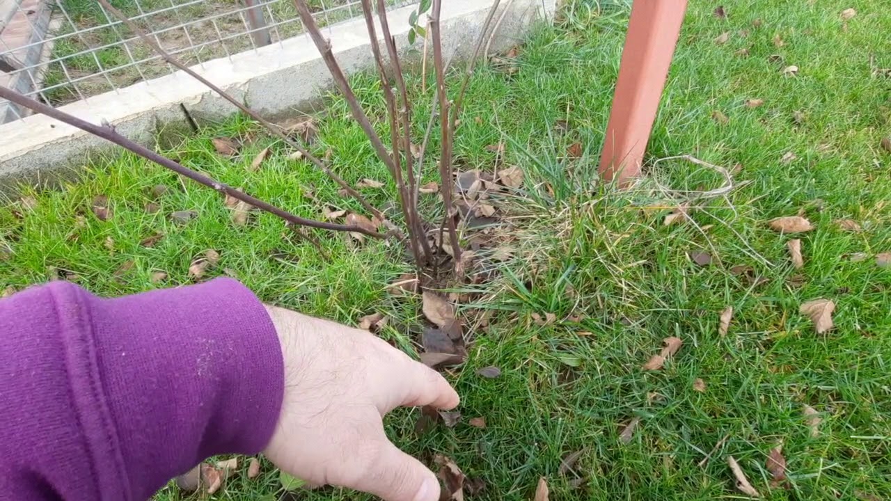 Tüskétlen szeder metszése - így csinálom én