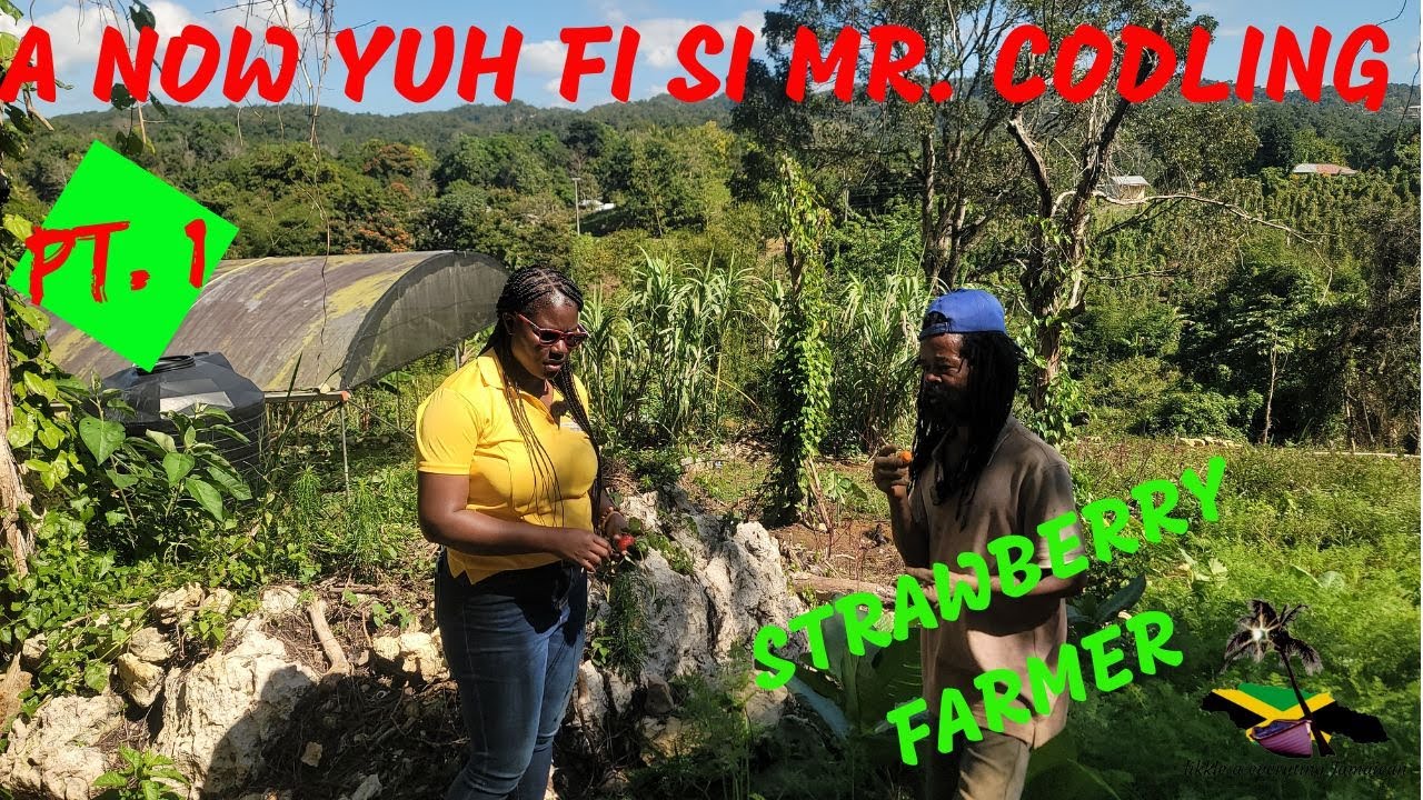 A now yuh fi si Mr. Codling Strawberry Farm in Trelawny! Come look yah!