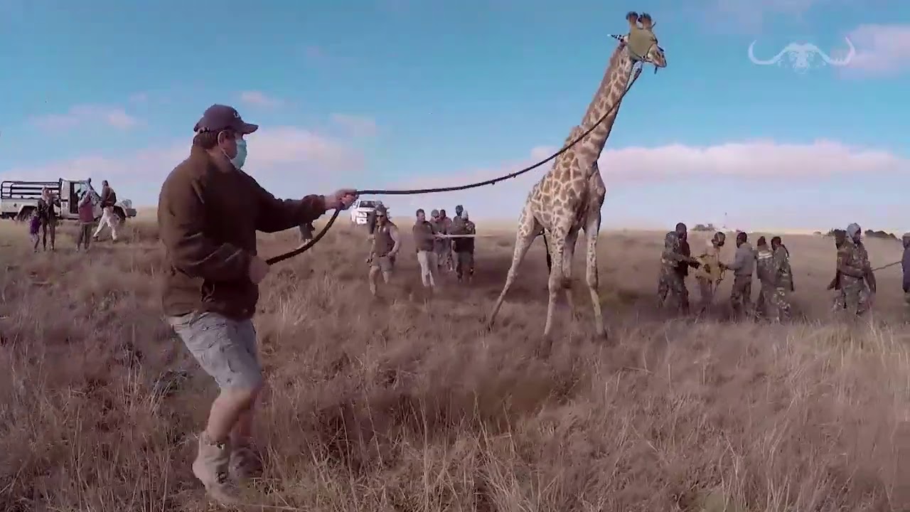 GIRAFFE RELOCATION FOR TUGELA SAFARIS AUG 2020