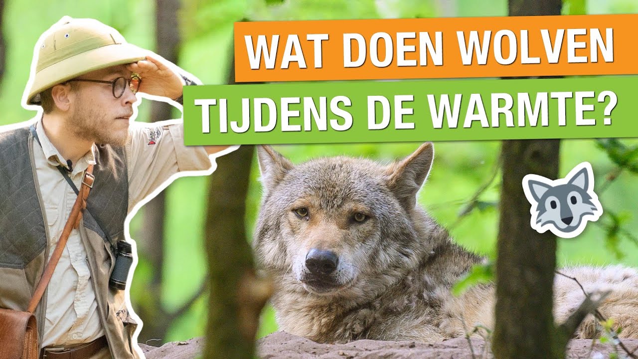 ZO HELP JIJ DE NATUUR IN DE ZOMER! 🐺 | Op pad met Niels #3