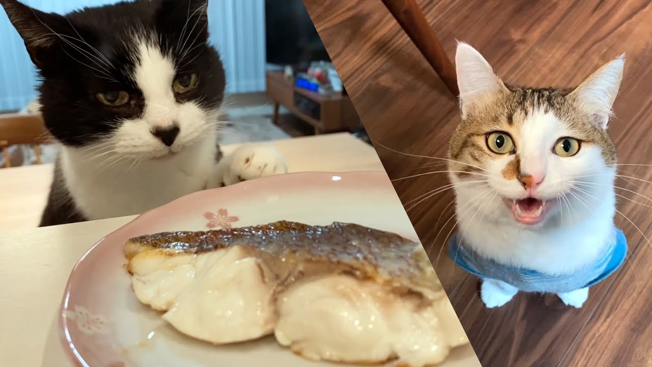 うちの子1年記念日のごちそうにはしゃぐ猫たち【真鯛のレモンソテー】